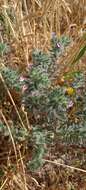 Image of strigose alkanet
