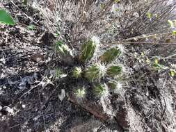 Image de Echinocereus cinerascens subsp. cinerascens