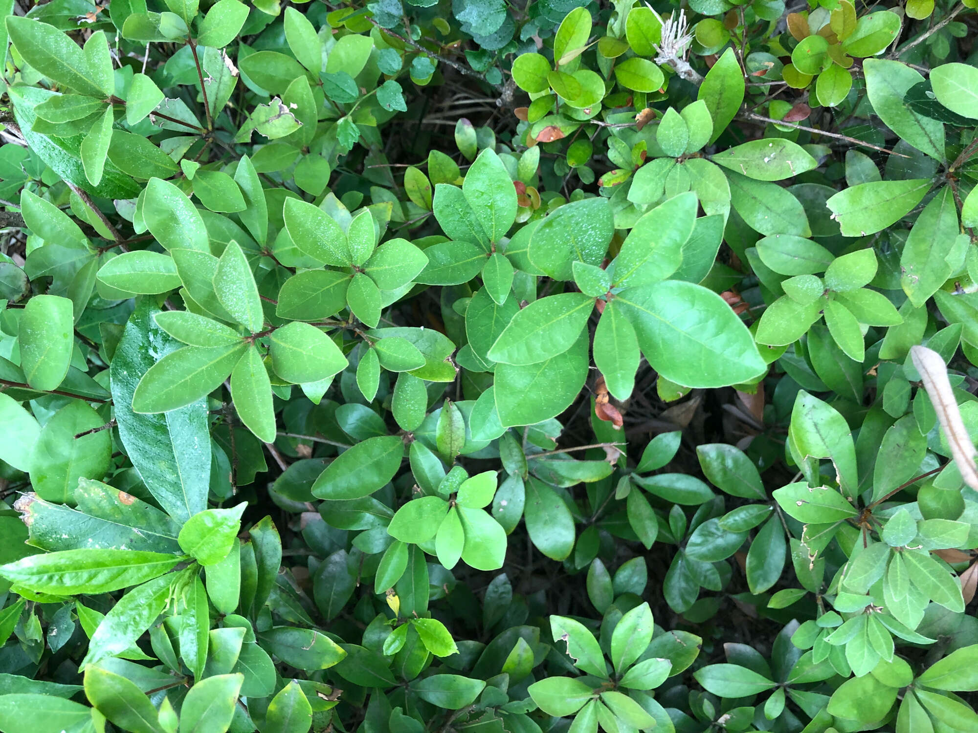 Sivun Litsea rotundifolia var. oblongifolia (Nees) C. K. Allen kuva