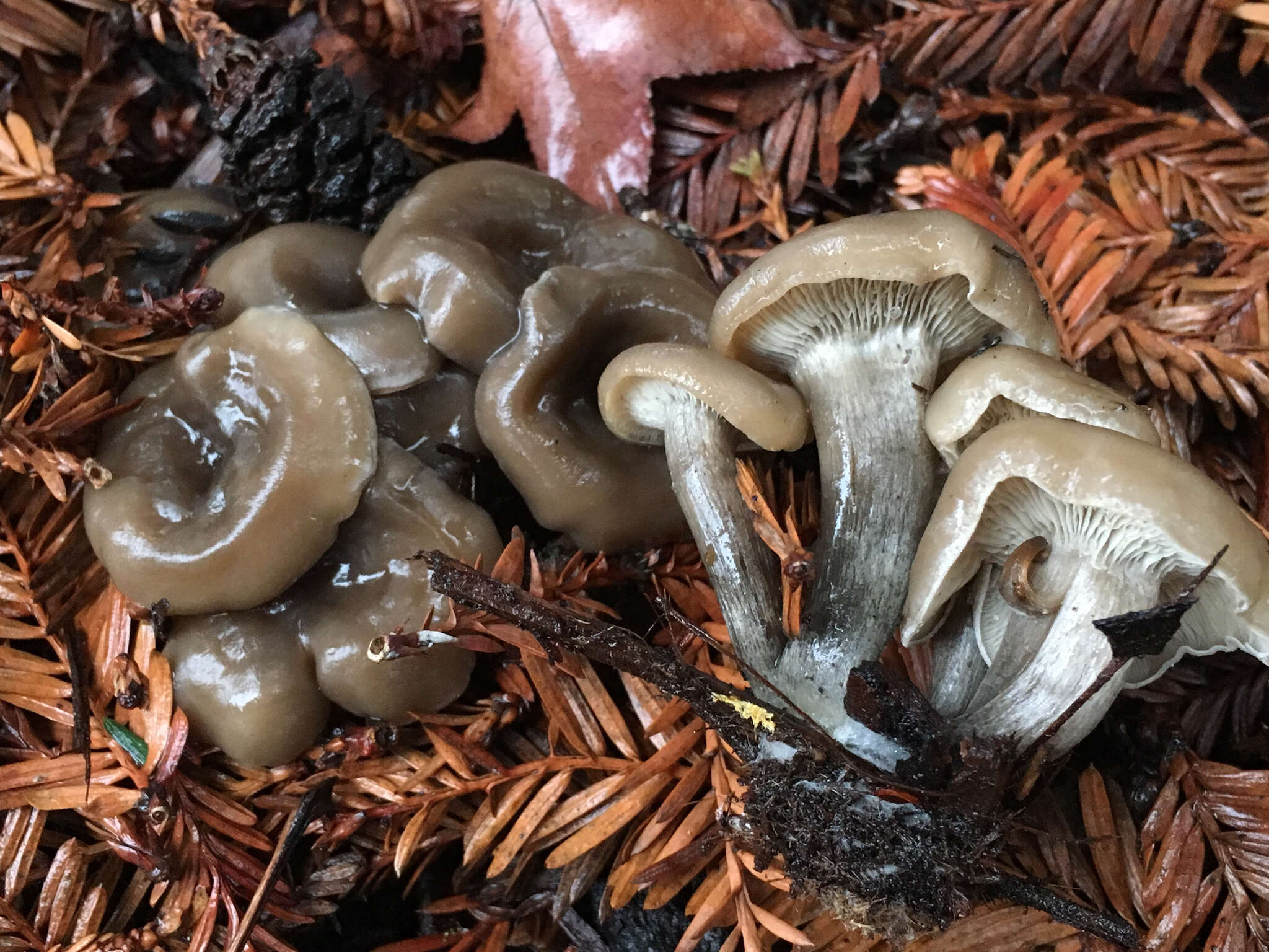 Image of Clitocybe metachroa (Fr.) P. Kumm. 1871