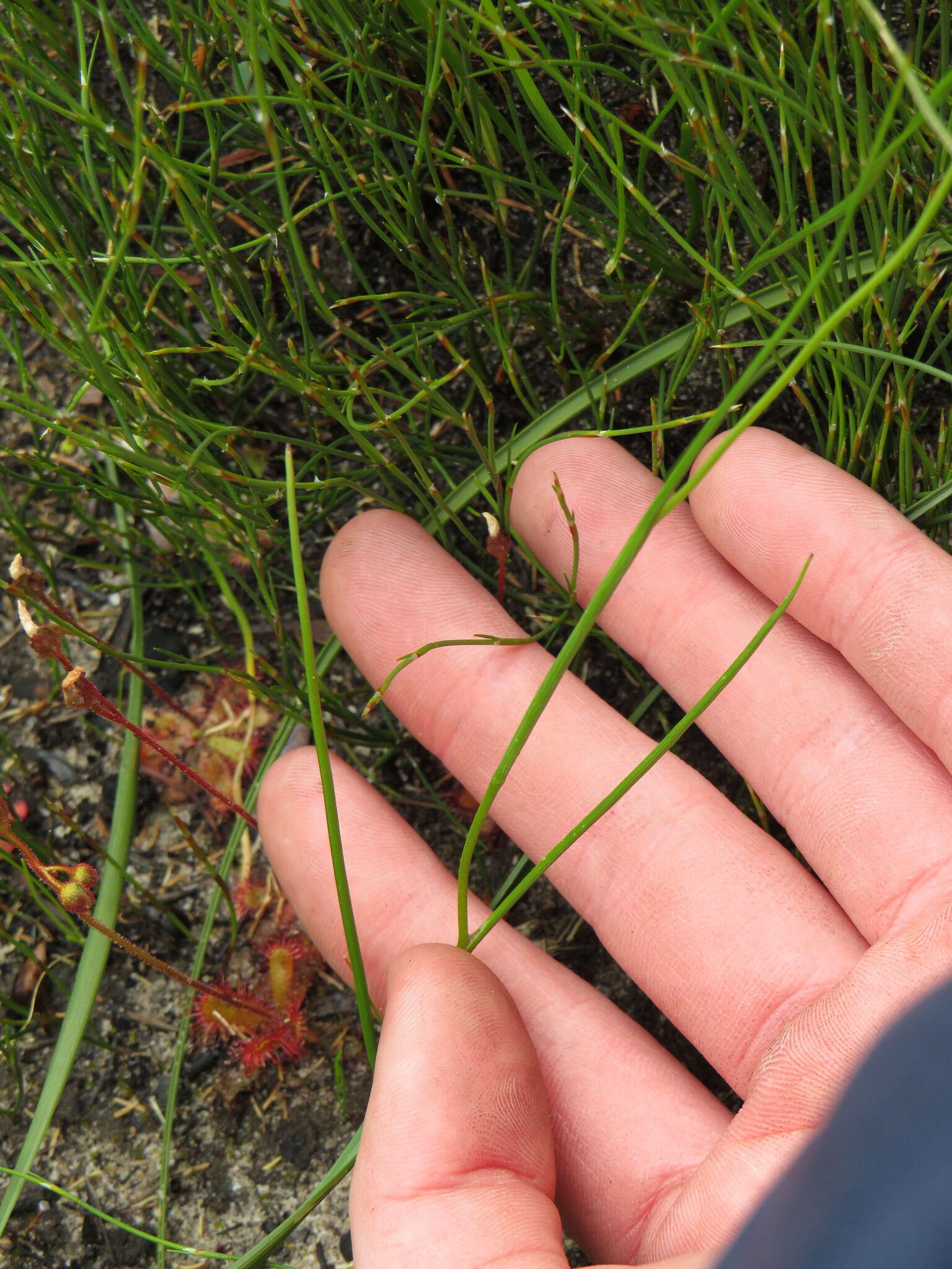 Image of Geissorhiza juncea (Link) A. Dietr.