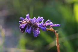 Image of Wulfenia