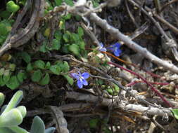 Image de Lobelia boivinii Sond.