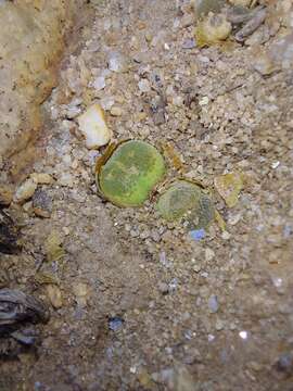 Image of Conophytum longum N. E. Br.