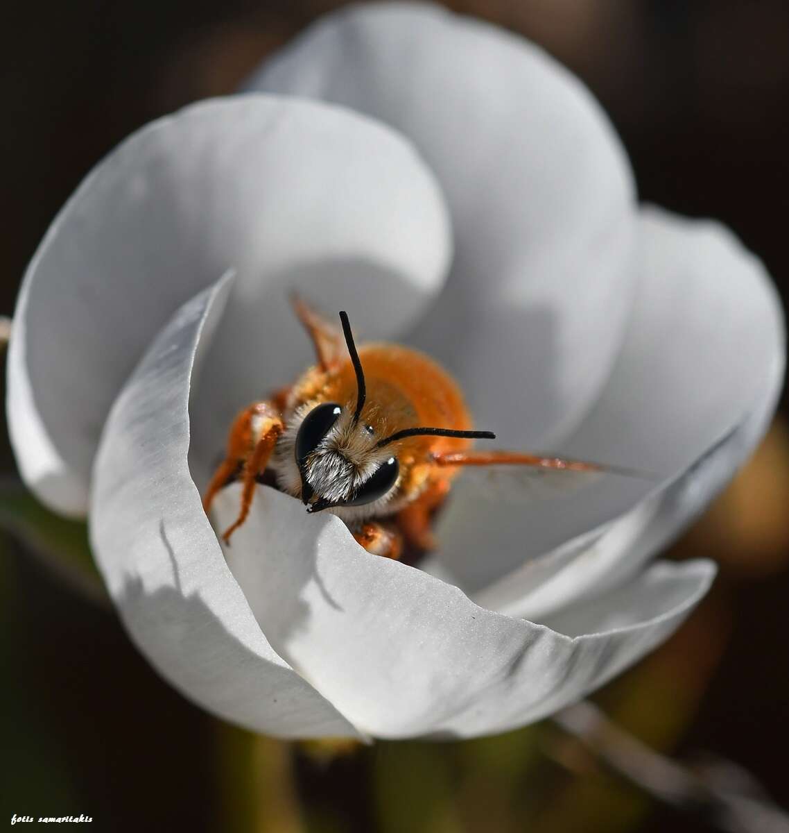 Image of Megachile sicula (Rossi 1792)