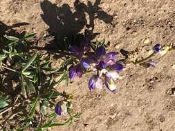 Image of Lindley's Varied Lupine