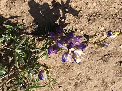 Plancia ëd Lupinus variicolor Steud.