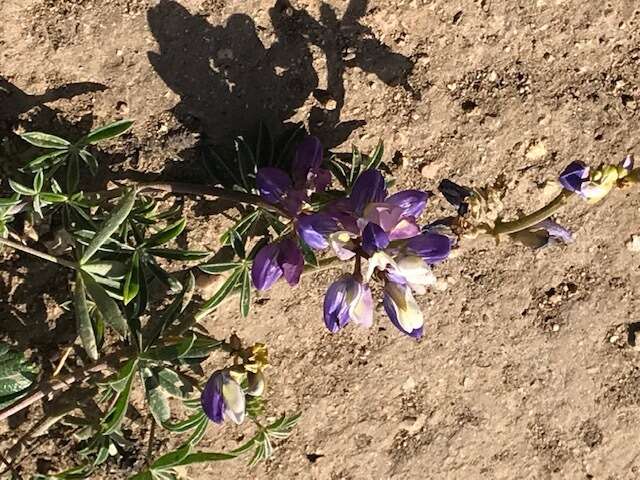 Imagem de Lupinus variicolor Steud.