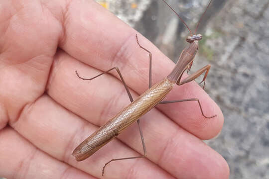 Image of Mantis religiosa religiosa (Linne 1758)