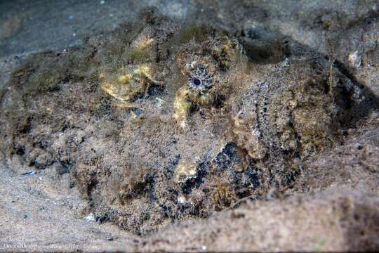 Image of Estuarine stonefish