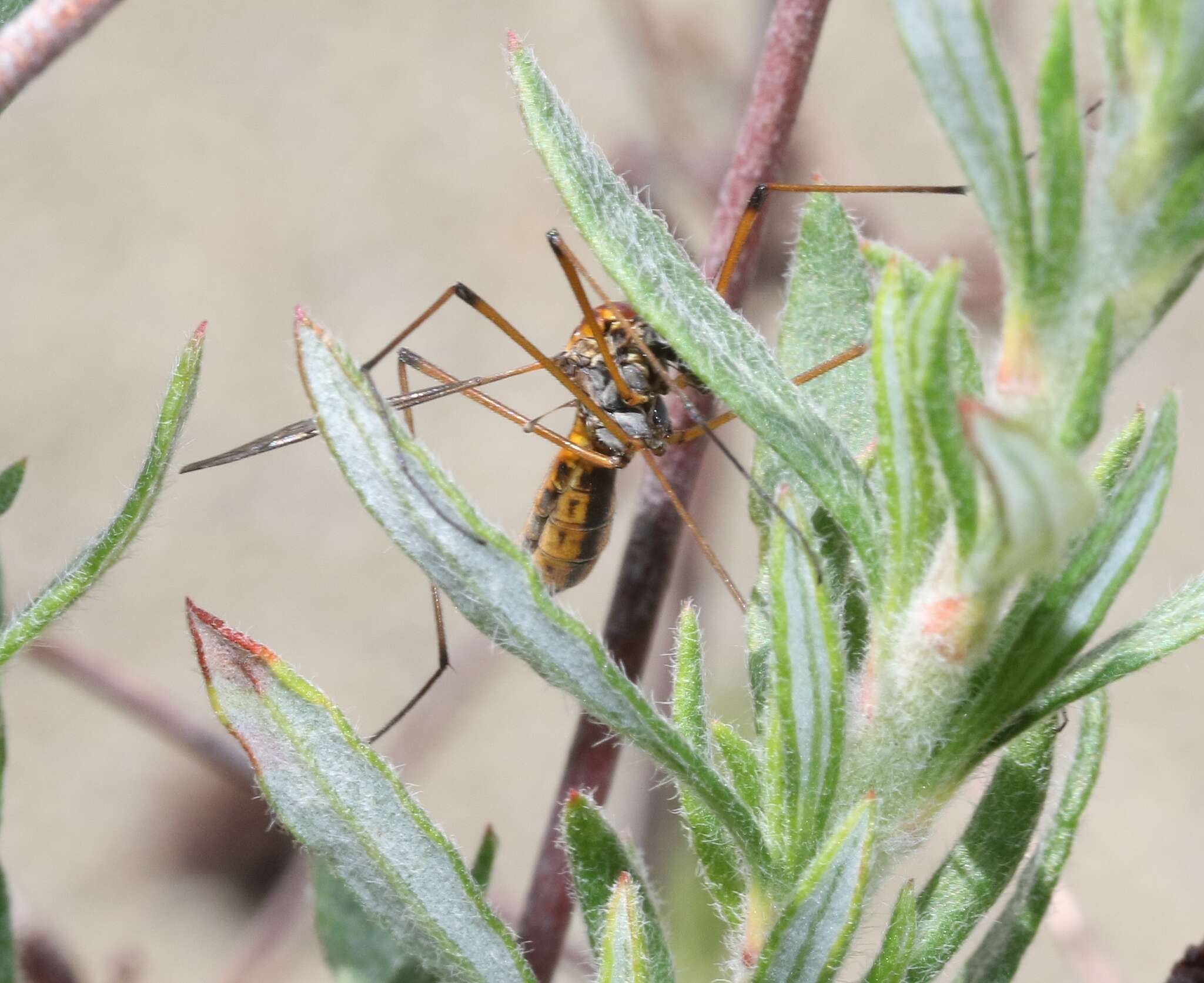 Tipula (Hesperotipula) californica (Doane 1908)的圖片