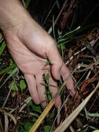 Image of Downy Willowherb