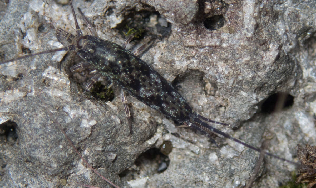 Image of Petridiobius (Petridiobius) arcticus (Folsom 1902)