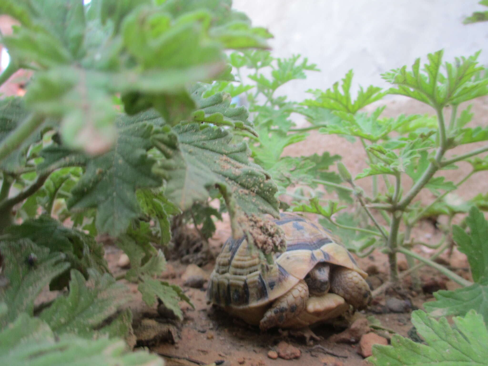 Image of Testudo graeca nabeulensis Highfield 1990