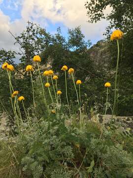 Image of Anthemis marschalliana Willd.