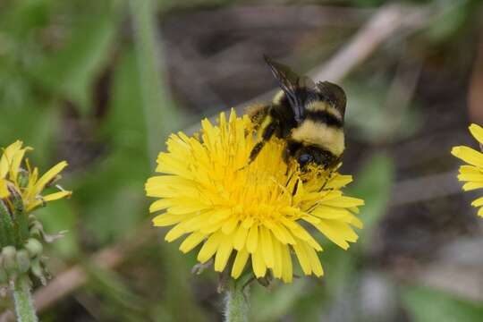 Image of <i>Bombus mckayi</i> Ashmead