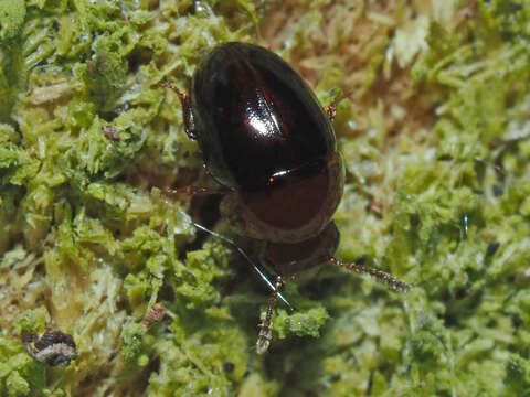 Image of Agathidium (Neoceble) nigripenne (Fabricius 1792)