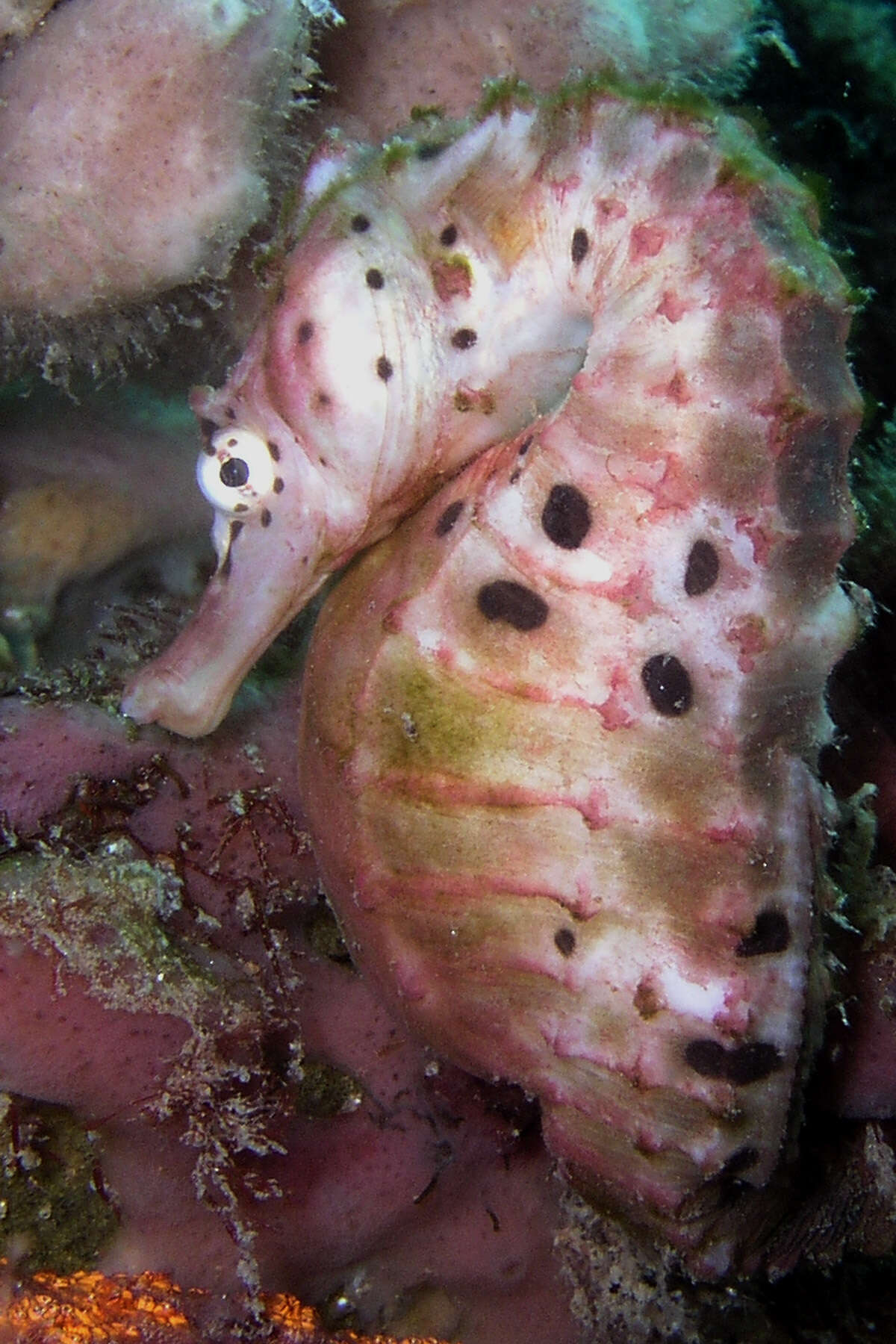 Image of Big-belly Seahorse