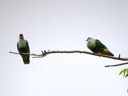 Image of Crimson-crowned Fruit Dove