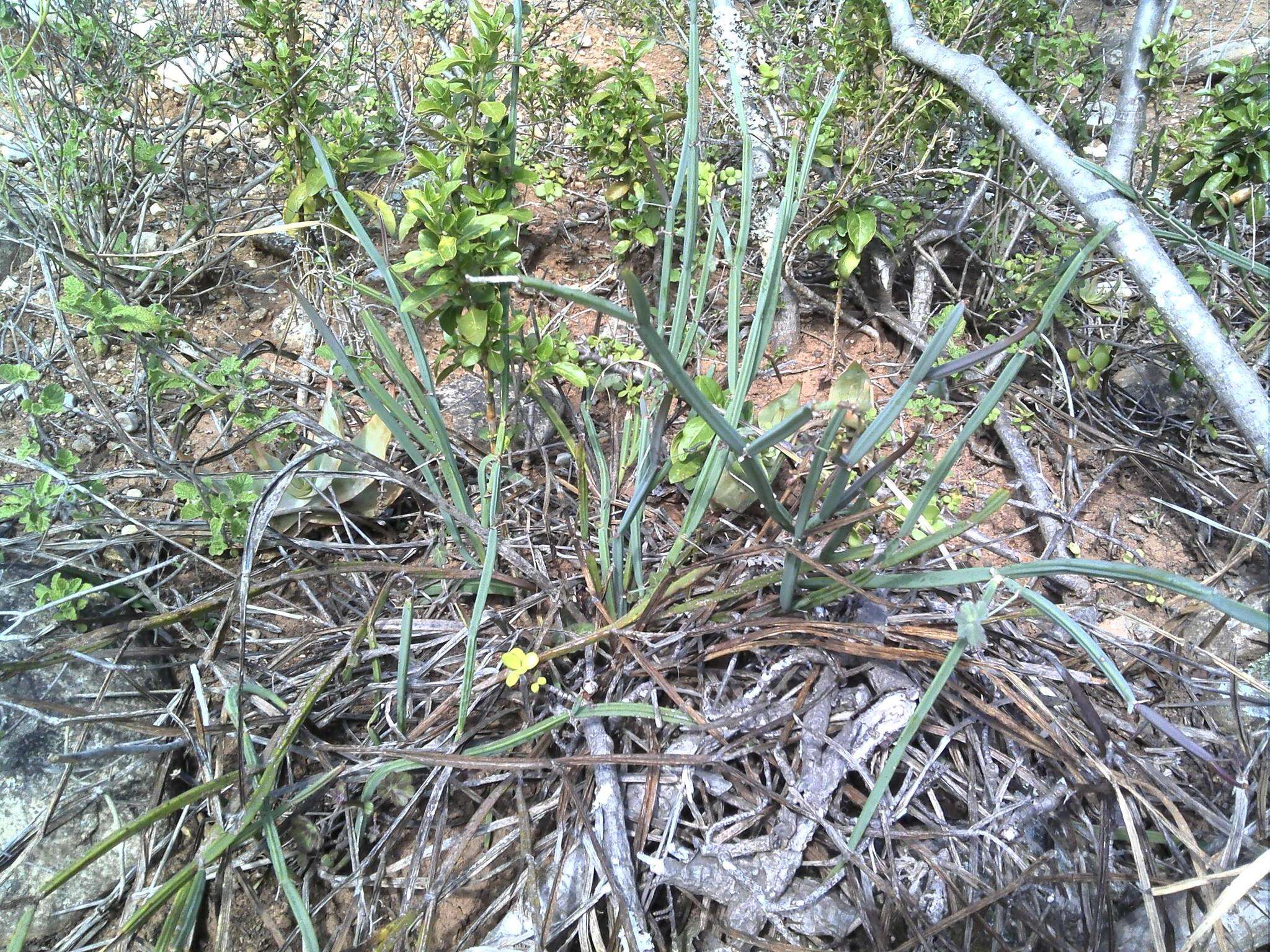 Image of Pelargonium tetragonum (L. fil.) L'Her.