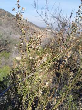 Imagem de Baccharis paniculata DC.