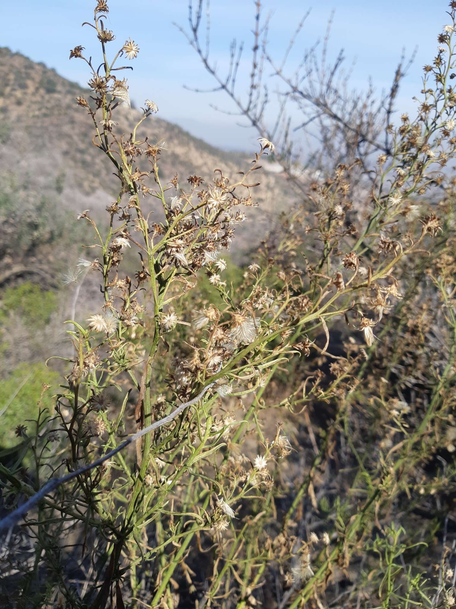 Imagem de Baccharis paniculata DC.