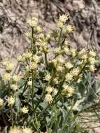 Image of Baccharis genistifolia DC.