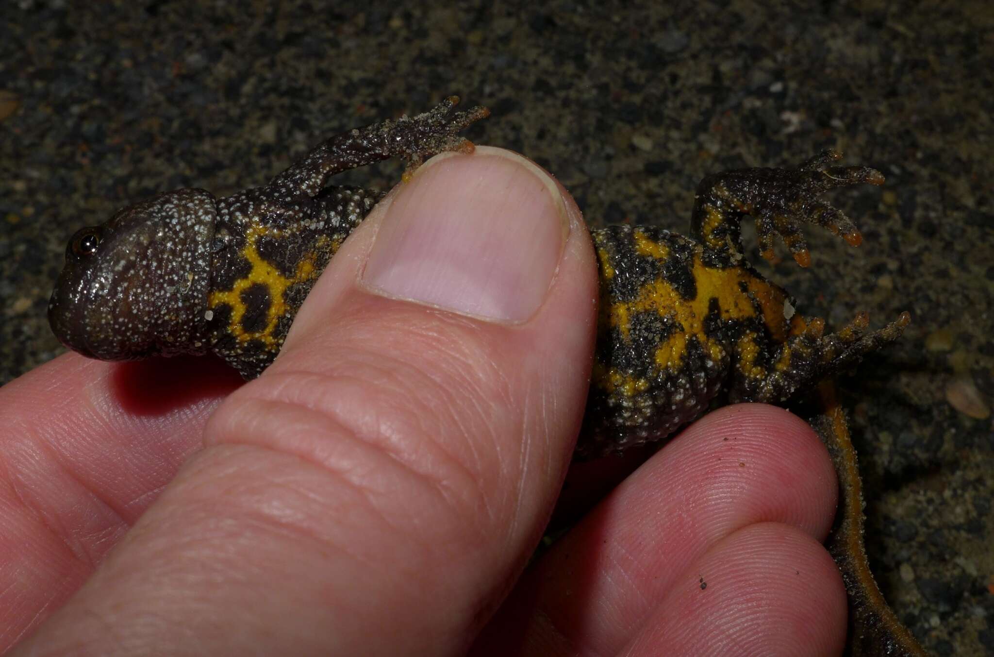 Image of Great Crested Newt