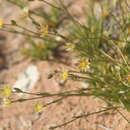 Imagem de Eremogone eastwoodiae var. adenophora (Kearney & Peebles) R. L. Hartman & Rabeler