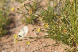 Image of Eastwood's sandwort