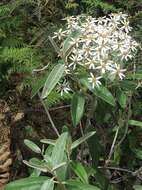 Olearia megalophylla (F. Müll.) F. Müll. resmi