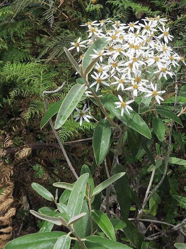 Olearia megalophylla (F. Müll.) F. Müll. resmi