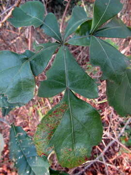 Image of Cussonia arenicola Strey