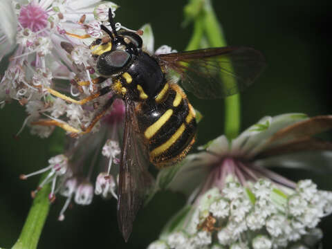 Plancia ëd Chrysotoxum arcuatum (Linnaeus 1758)