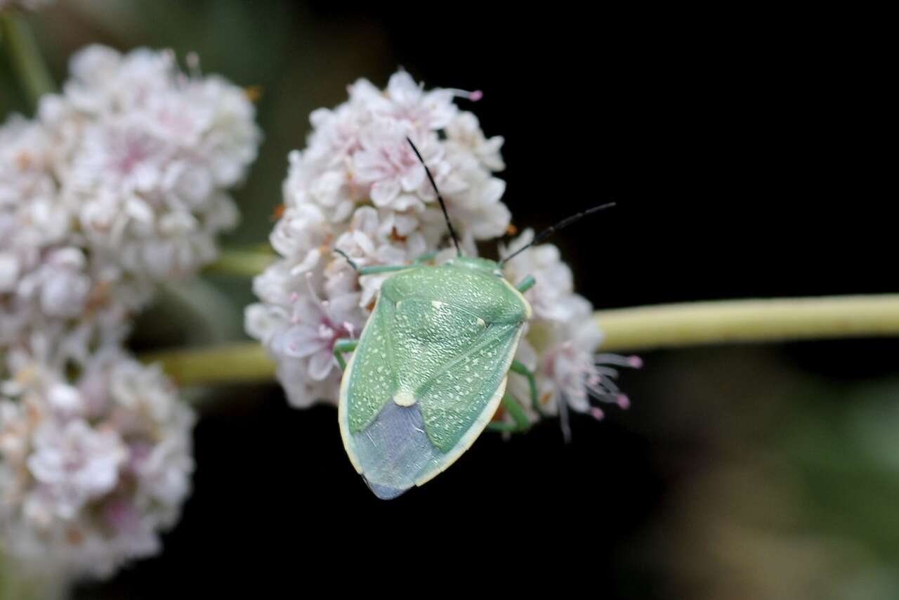 Image of Uhler's Stink Bug