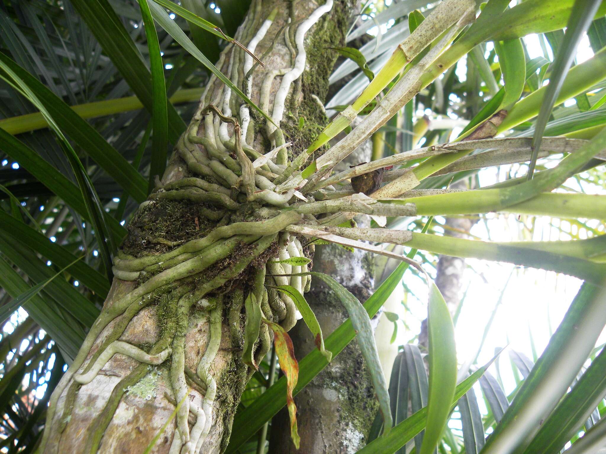 Image of Epidendrum ferrugineum Ruiz & Pav.