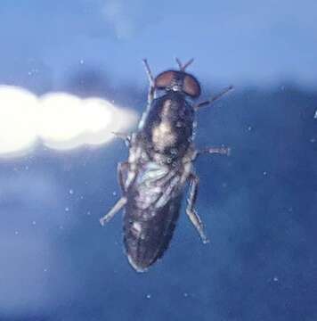 Image of Window Fly