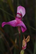 Image of Disa venosa Sw.