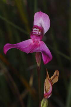 Image de Disa venosa Sw.