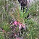 Image of Hakea bakeriana F. Müll. & Maiden