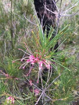 Image of Hakea bakeriana F. Müll. & Maiden