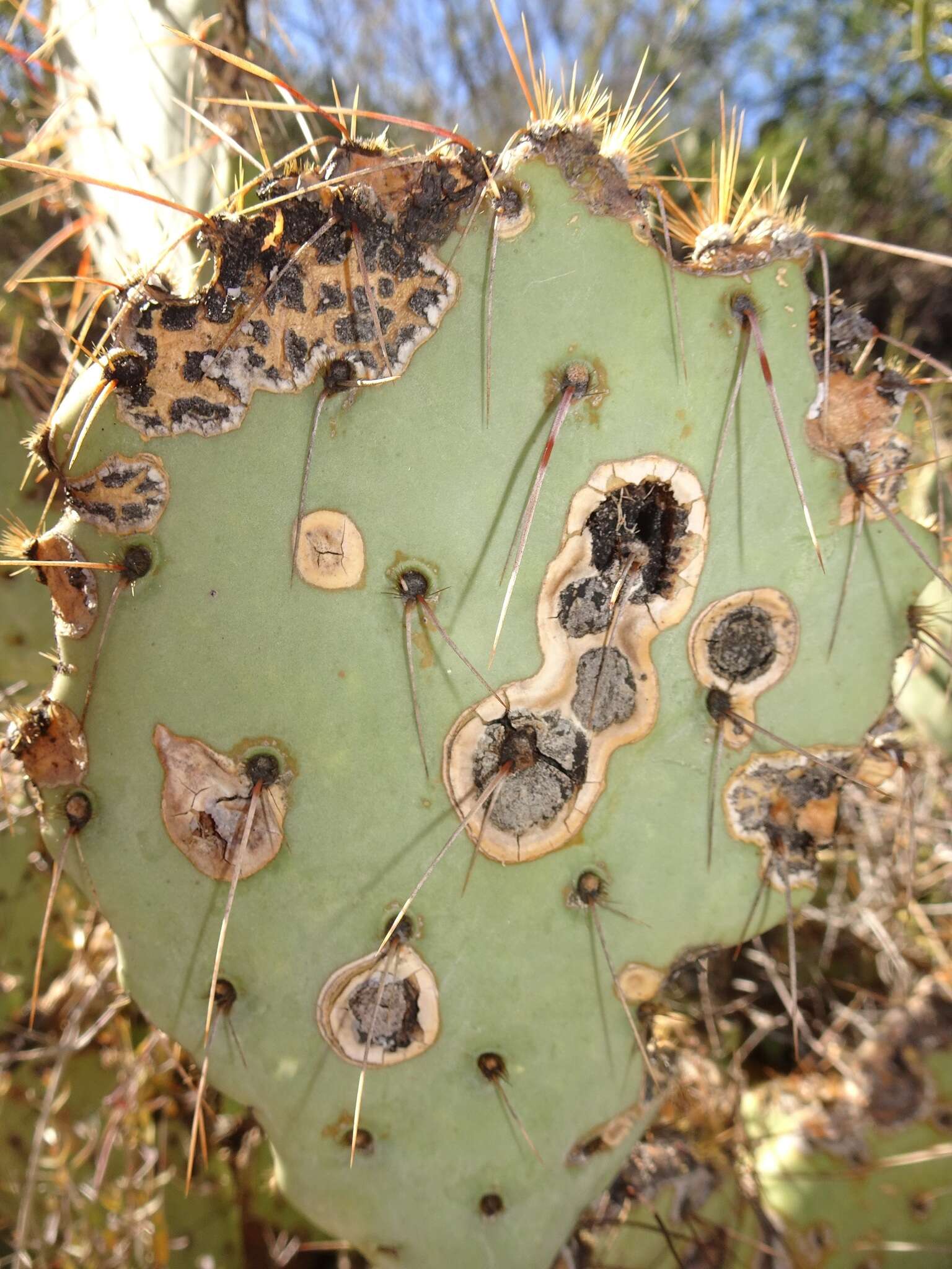 Image of Phyllosticta concava Seaver 1922