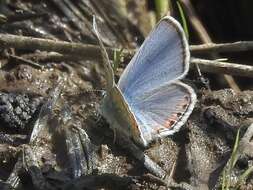 Image of Icaricia lupini lutzi