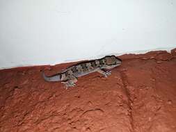 Image of Spotted Leaf-toed Gecko