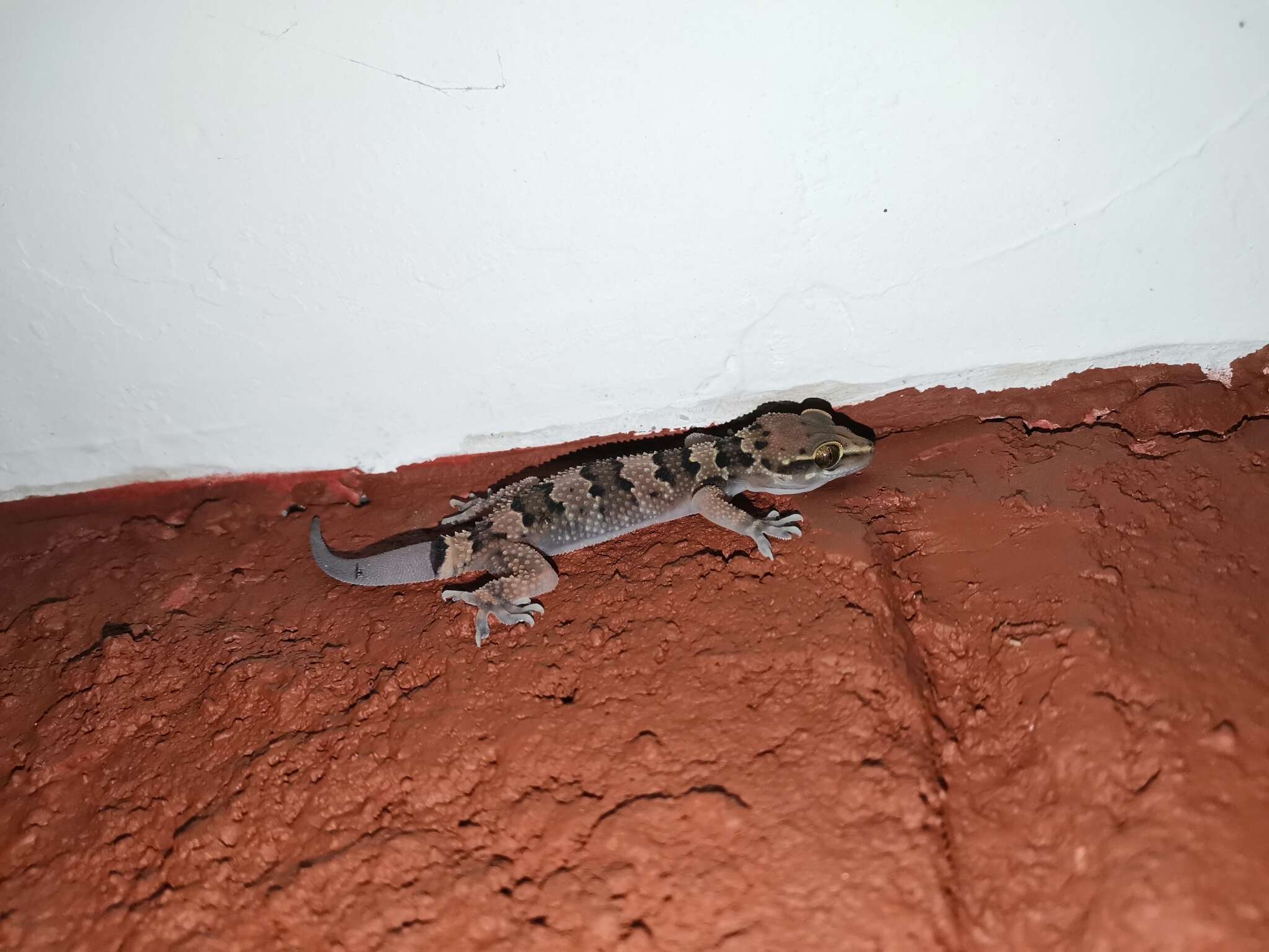 Image of Spotted Leaf-toed Gecko