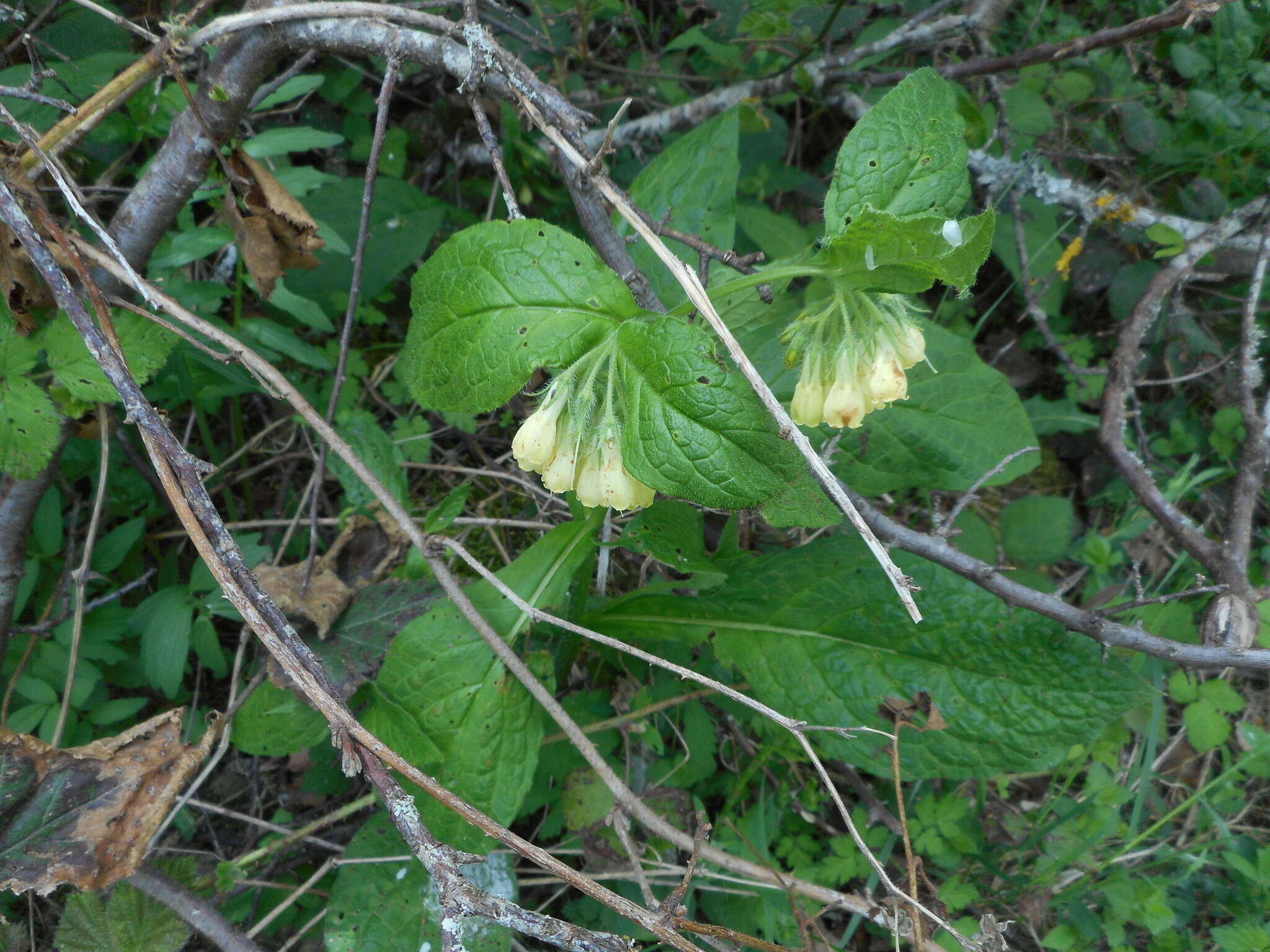 Слика од Symphytum tuberosum L.