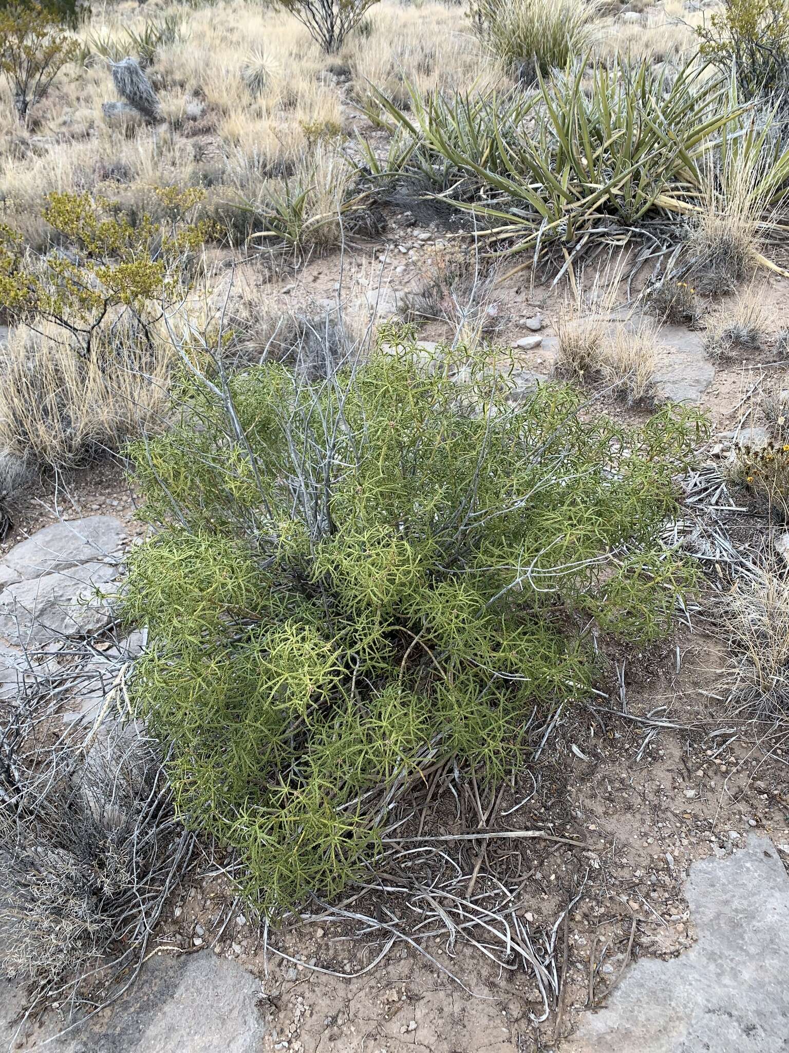 Image de Choisya dumosa (Torr.) Gray