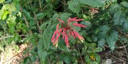 Image of Bauhinia jenningsii P. Wilson