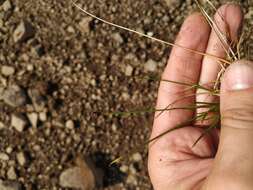 Juncus biglumis L. resmi