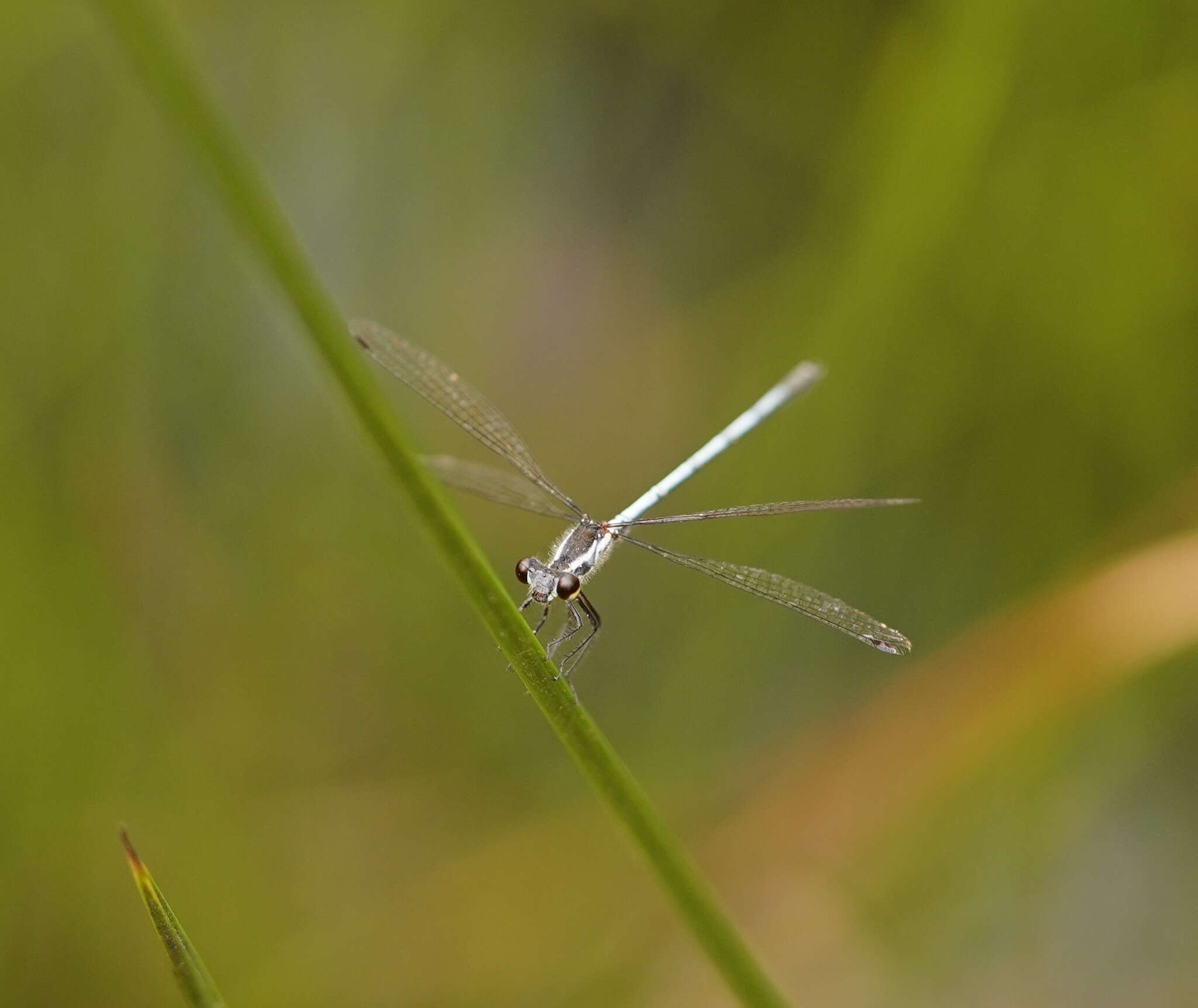 Image of Griseargiolestes griseus (Hagen ex Selys 1862)